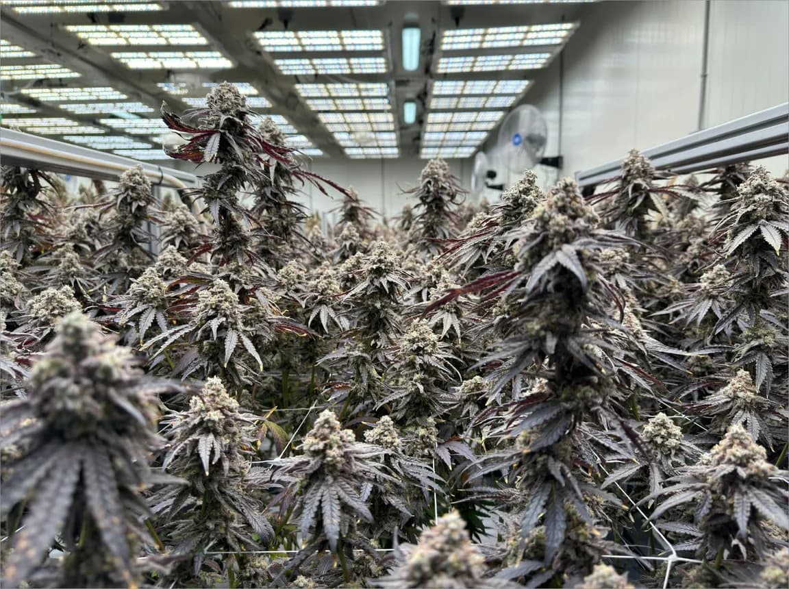 A canopy of mature flowering cannabis filling the frame, the lit ceiling and fans of the grow room visible behind it