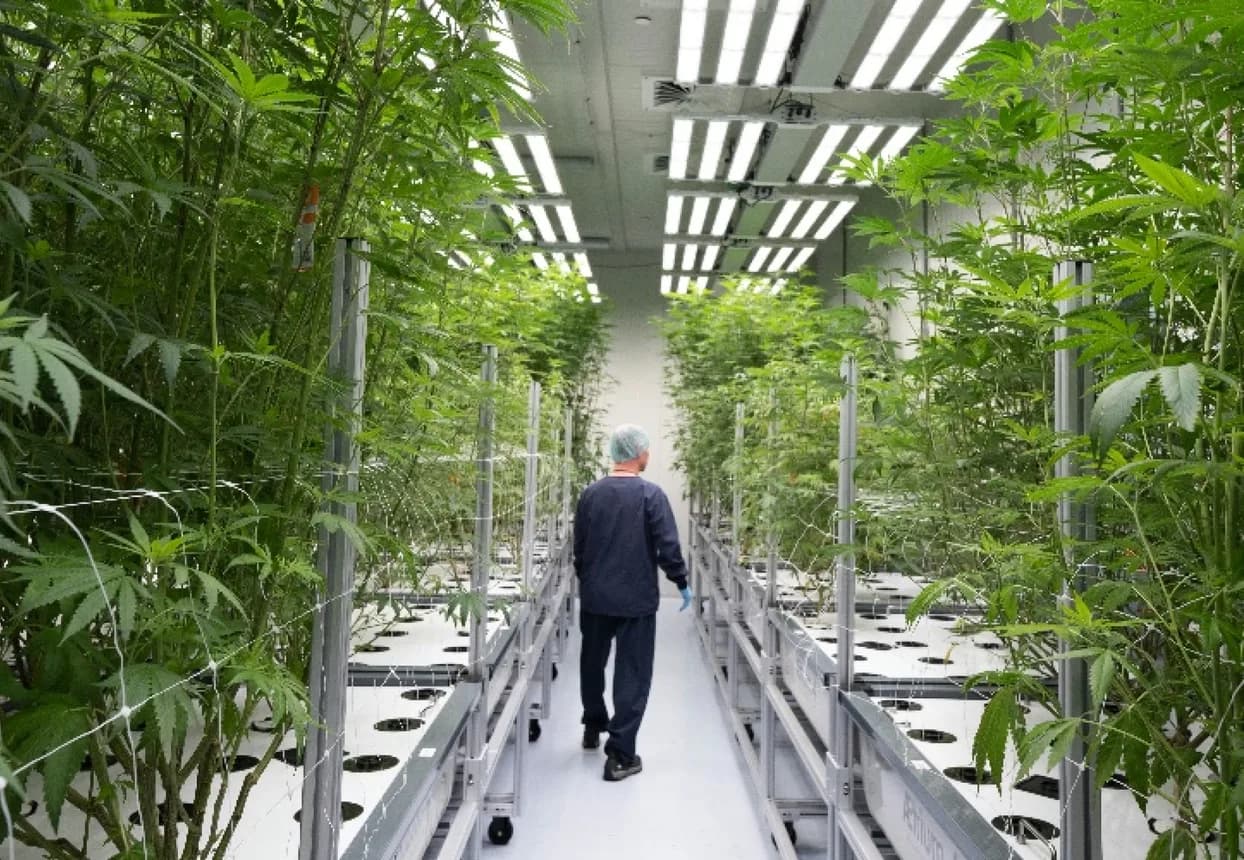 A worker walking away down the white corridor between two banks of tall cannabis plants under strip lights