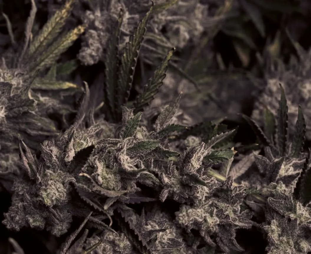 Cured cannabis flower in close up on a dark ground, the leaves dry and the trichomes catching the light