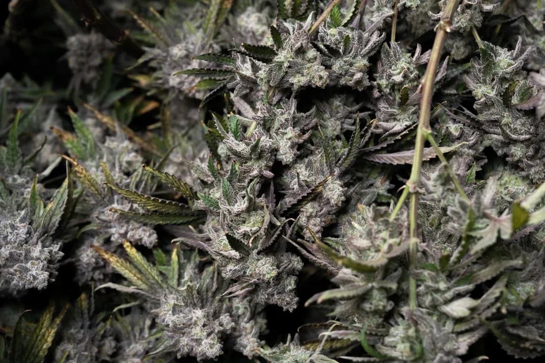 A dense dark canopy of flowering cannabis with a single stem running up through the middle of the frame