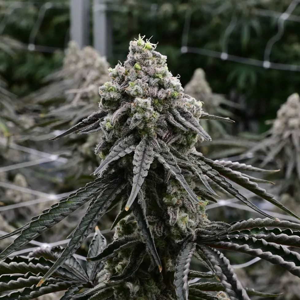 A single flowering cannabis cola trained up through the white string net of the glasshouse, frosted with trichomes, the rows soft behind it