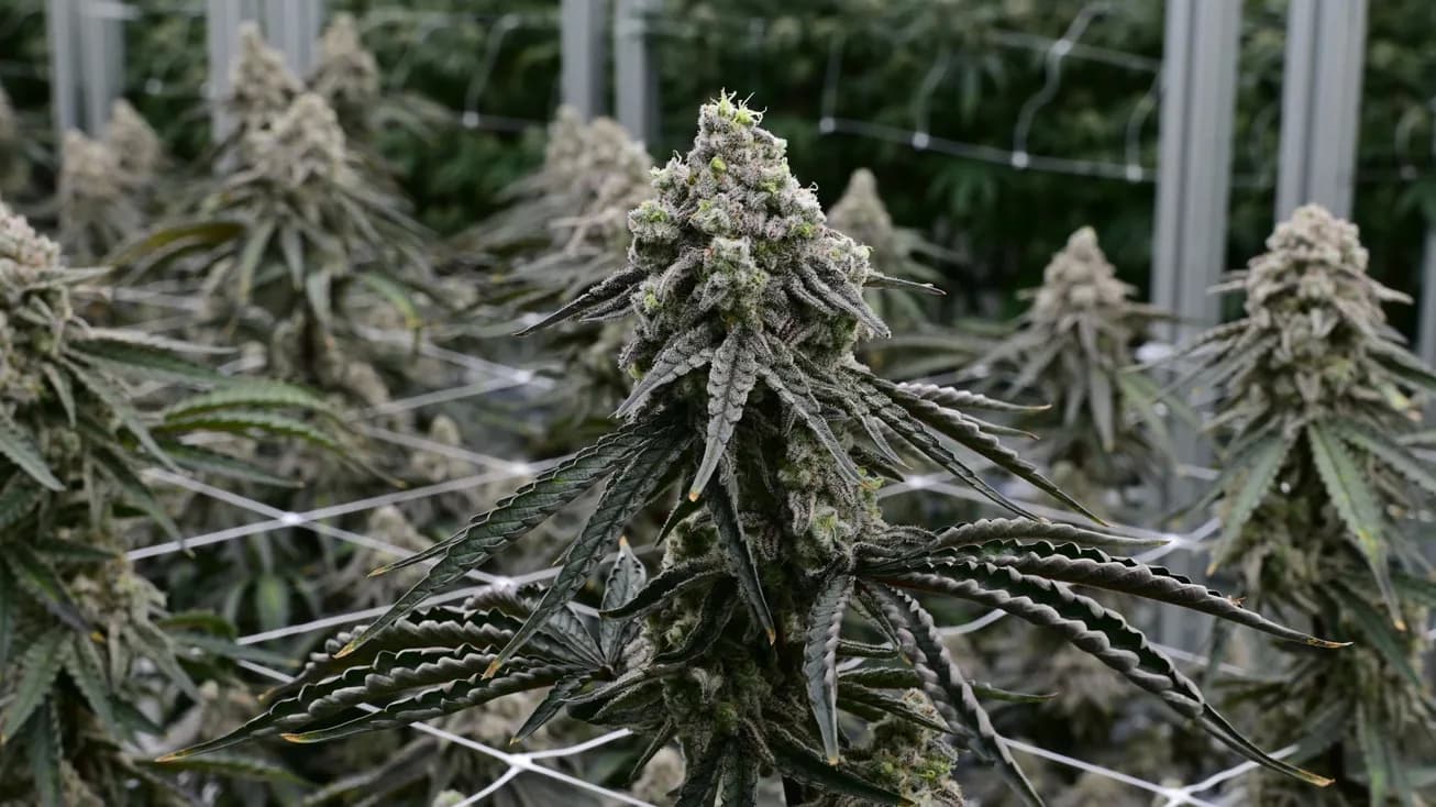 Flowering cannabis trained up through a horizontal net in a glasshouse, the frame and the glazing bars behind