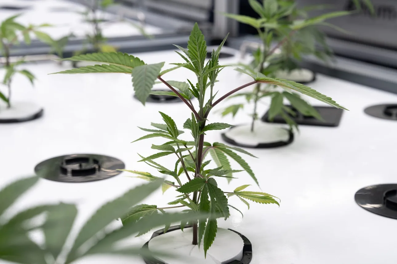 Aeroponic cannabis seedlings standing in black collars on a white tray under the lights, one plant sharp in front and the rest soft behind