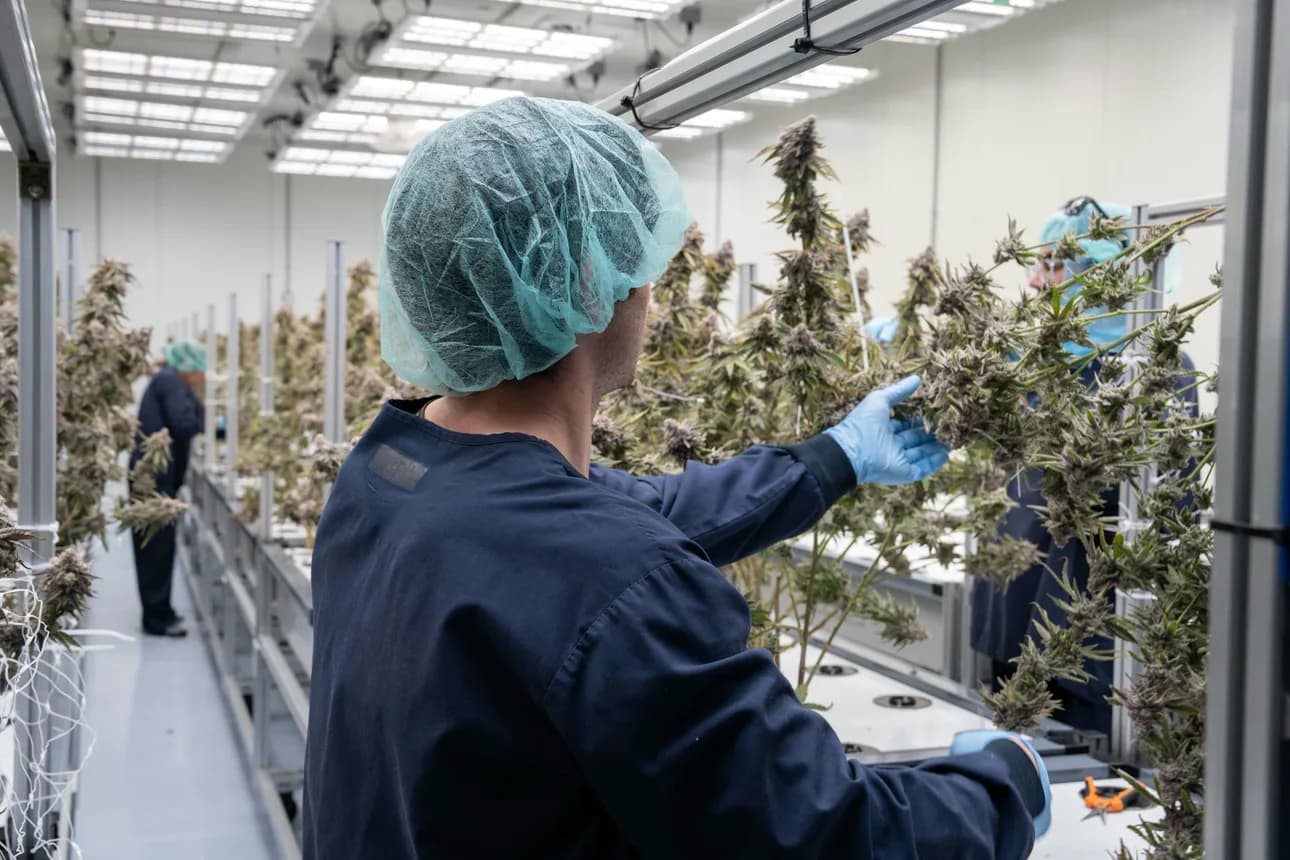 A wide view down a grow room with a technician in a hairnet working a plant in the foreground and the racks running away behind
