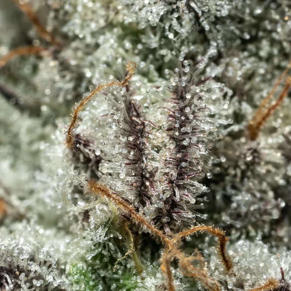 An extreme close up of cannabis trichomes, the glandular heads clear as glass with orange pistils curling between them