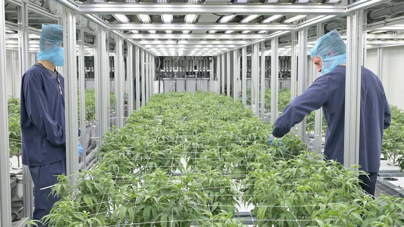 Two technicians in scrubs and hairnets working opposite sides of a row of plants in a bright grow room