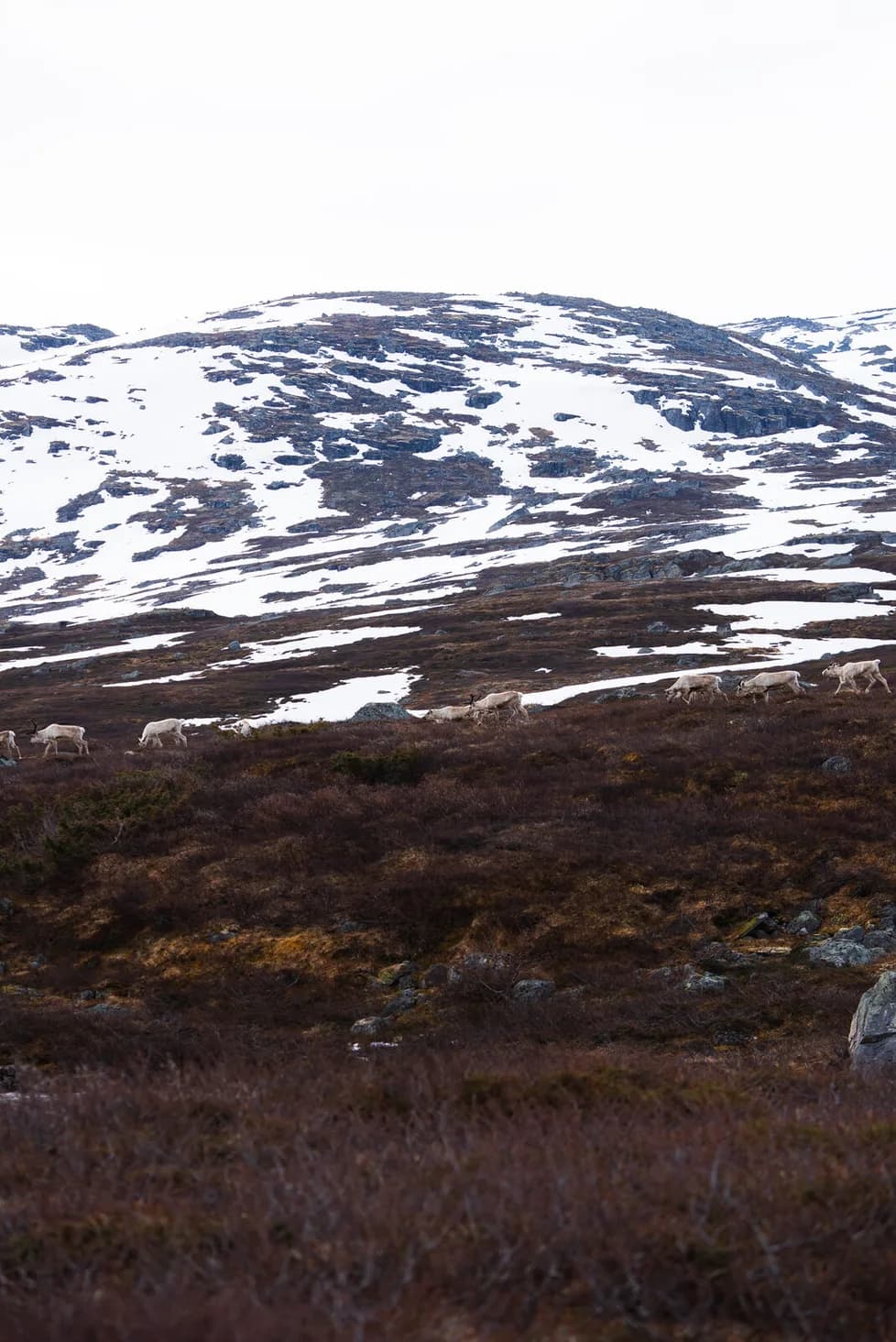 Reindeer on the moor at the snow line